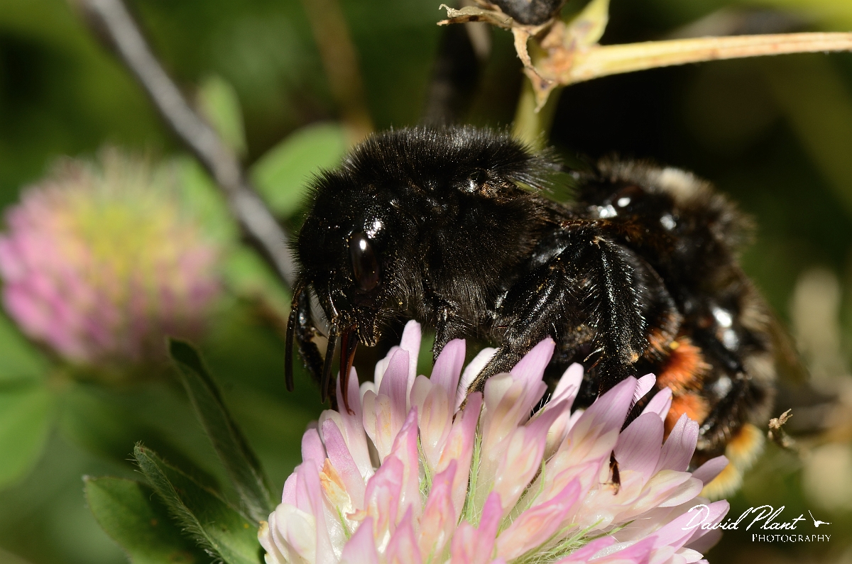 David Plant Photography - Wildlife Photography - Hill cuckoo-bee, Bombus rupestris - B.jpg - Hill cuckoo-bee, Bombus rupestris, mating pair - Cotswolds